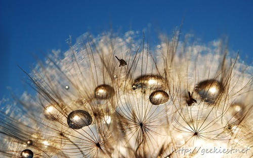 Seed heads of Tragopogon, also known as Goatsbeard or Salsify, serve as parachutes for seed dispersal