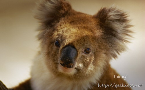 A portrait of a koala
