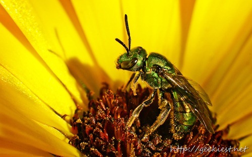 Macro of iridescent green bee in the center of a bright yellow flower