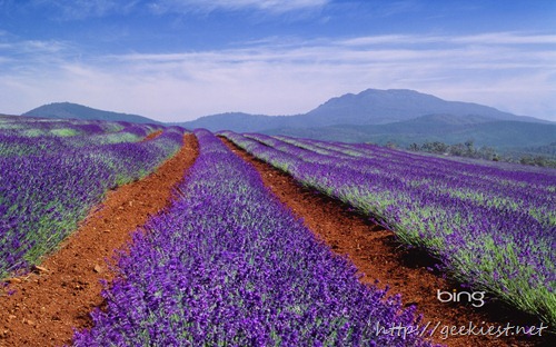 Lavender field in Tasmania, Australia