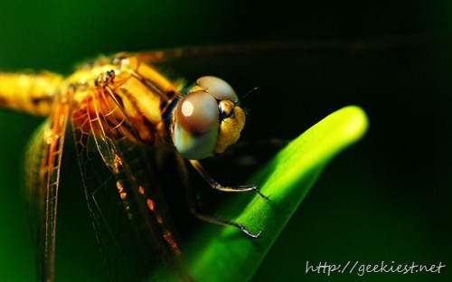 Close up of green dragonfly resting on a green aloe vera leaf with green background