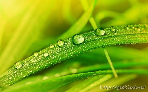 Many drops of dew catch soft sunlight on a green blade of summer grass, Scotland UK