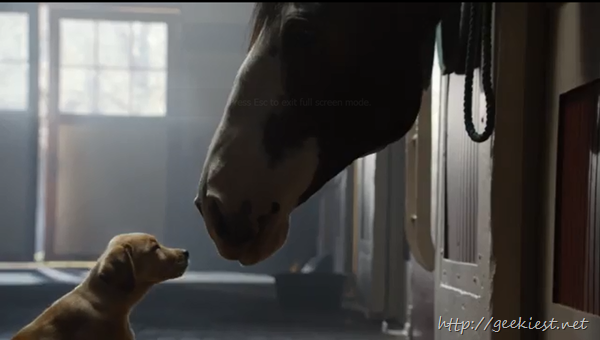 Budweiser Commercial puppy love
