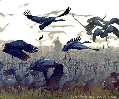 Crane