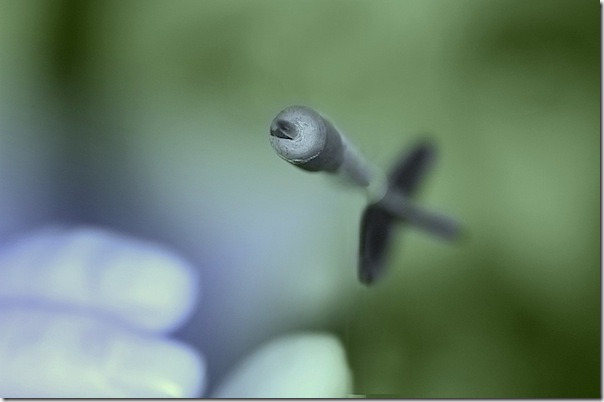 Dart-shot