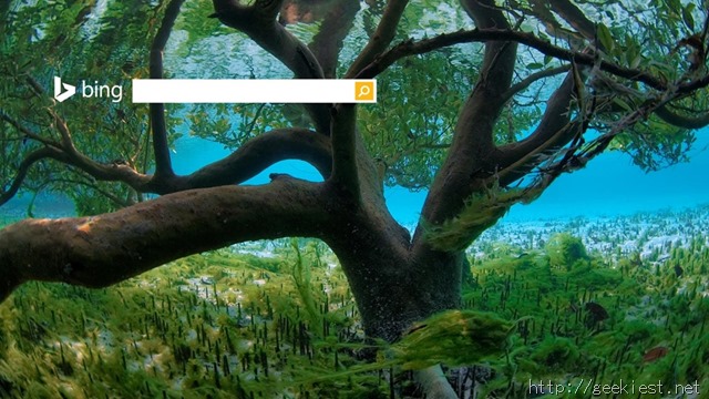 Mangrove seen from underwater, Aldabra - Seychelles