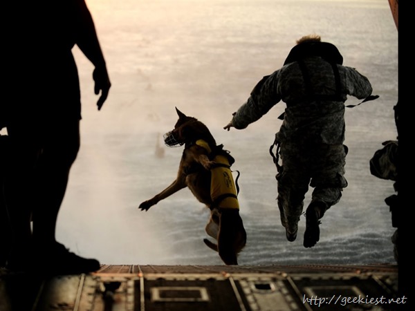 Most-elite-dogs-of-United-States-Military