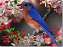 Bluebird