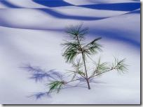 Frost_1600_2
