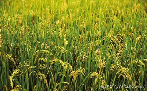 嘉南平原稻田 (The rice fields of the Jianan Plain)