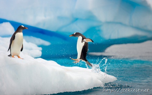 Sociable birds, Gentoo penguins (Pygoscelis papua) on floating iceberg, one jumping out of sea  to join other birds, Gerlache Passage,   Antarctic Peninsula, Southern Ocean, Antarctica