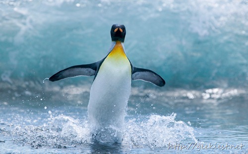 King Penguin Standing in Surf