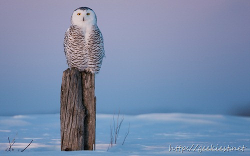 Snowy Owl Perched on Fence Post in Winter, Canada