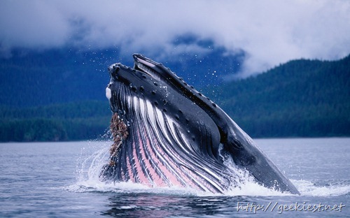 Humpback Whale Feeding in Frederick Sound in Alaska, USA