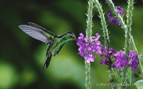 Fork-tailed Emerald hummingbird (Chlorostilbon canivetii) feeding on flowers (Stachytarpheta sp), rainforest ecosystem, Costa Rica