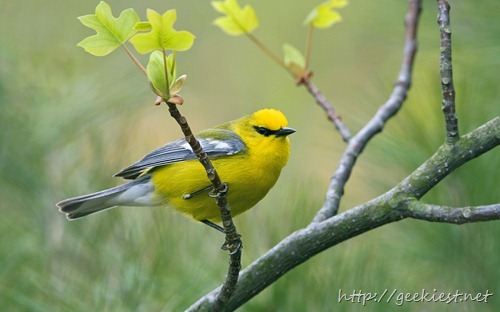 Blue-winged Warbler (Vermivora cyanoptera) perched on a branch, near Long Point, Ontario, Canada