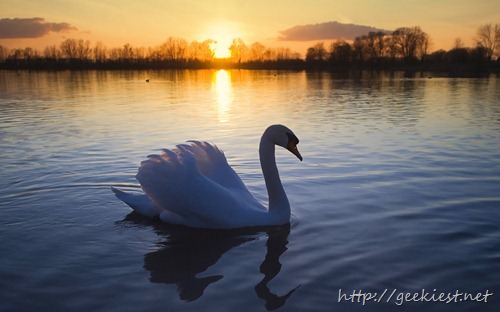 Mute Swan at Sunset