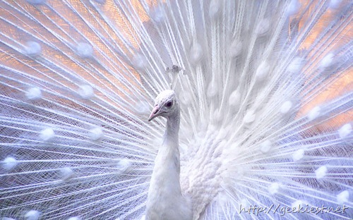 White peacock, close-up