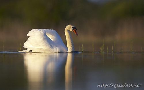 Mute swan (Cygnus olor) in pond, evening