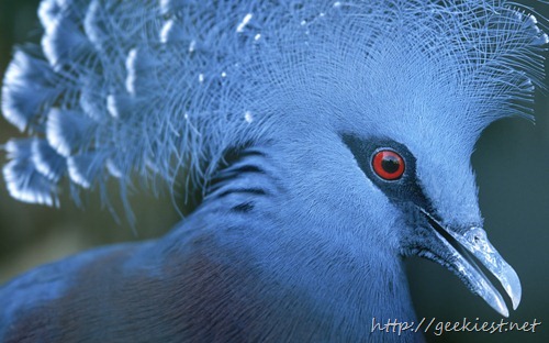 Victoria Crowned Pigeon, Yokohama, Kanagawa Prefecture, Japan