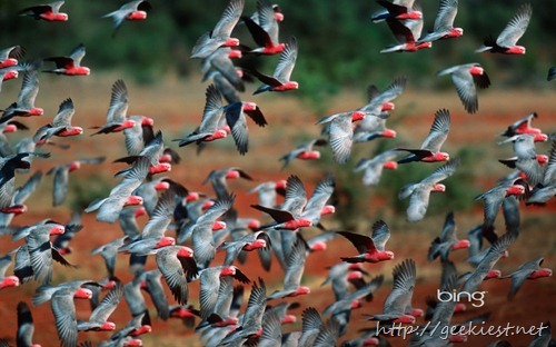 Flock of rose-breasted cockatoos in Australia