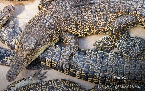 Crocodiles at Crocodylus wildlife park, Darwin, Northern Territory, Australia