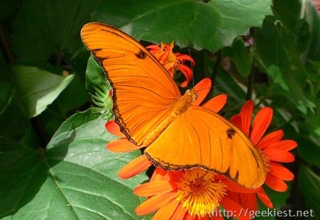 earth-day-photo-contest-winner-Butterfly