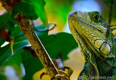 earth-day-photo-contest-winner-Iguana