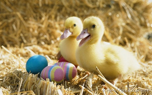 Pair of ducklings with colored eggs