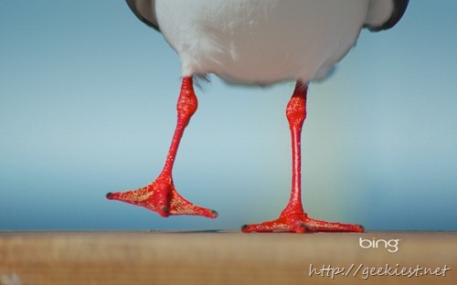 Seagull with bright red legs and happy feet at the beach, Australia