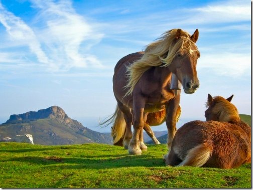 hill_horses