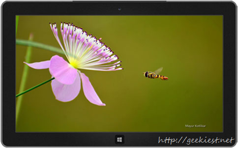Bees theme for windows