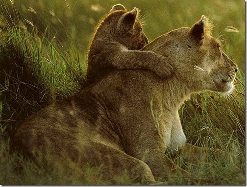 lioness_cub
