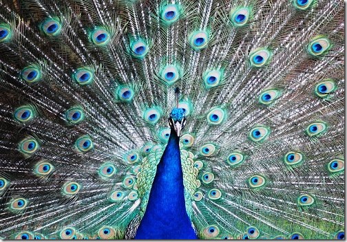peacock_wallpaper