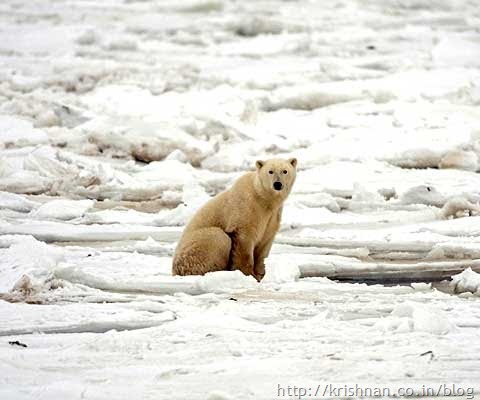 polar-bear