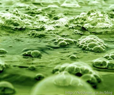 seaweeds