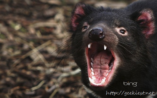 A Tasmanian Devil bears it's teeth at a quarantine facility in Hobart, Australia