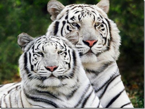 white_bangal_tigers